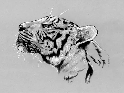 Wild animals black and white coloured pencil fine art greyscale illustration