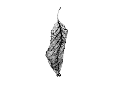 Leaf black and white botany charcoal fineart graphite