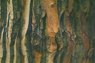 Wrinkles 35mm alberta analog canada canon ae 1 film film photography photography