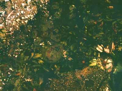 Green Goddess 35mm analog british columbia canada canon ae 1 film film photography photography vancouver island