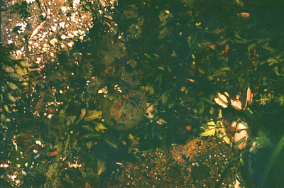 Green Goddess 35mm analog british columbia canada canon ae 1 film film photography photography vancouver island