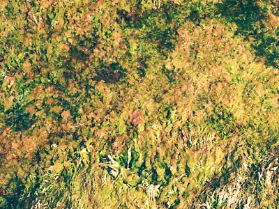 Texture 35mm analog british columbia canada canon ae 1 film film photography photography vancouver island