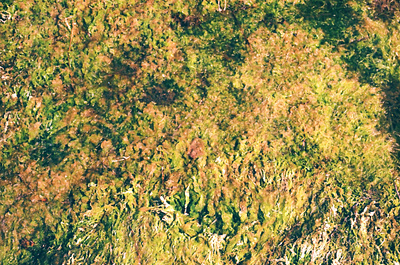 Texture 35mm analog british columbia canada canon ae 1 film film photography photography vancouver island