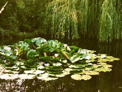 Dream land 35mm analog british columbia canada canon ae 1 film film photography photography vancouver island