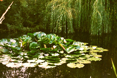 Dream land 35mm analog british columbia canada canon ae 1 film film photography photography vancouver island