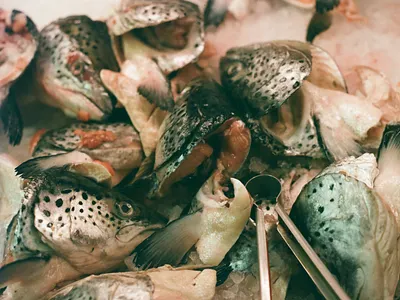 Fish heads 35mm alberta analog canada canon ae 1 film film photography photography