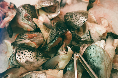 Fish heads 35mm alberta analog canada canon ae 1 film film photography photography