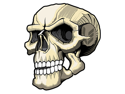 Dtc skulls vectors