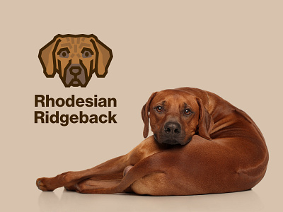 Rhodesian Ridgeback Dog Logo animal brown cute design dog icon dog logo face hound illustration lion hunter logo pet rhodesian ridgeback vector