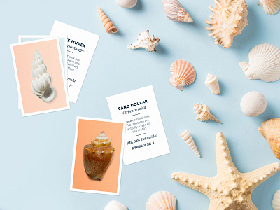 Seashell Scavenger Hunt activities illustration kids printables scavenger hunt sea seashell shell texture vintage