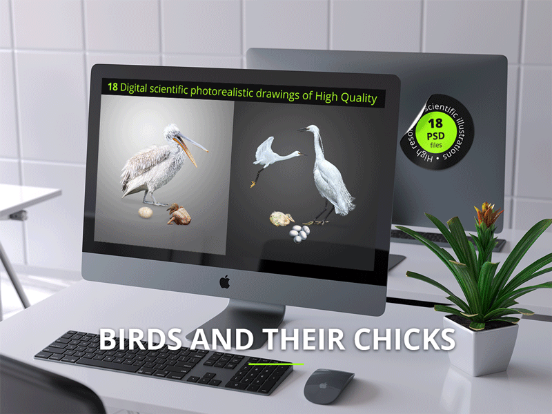 Birds and their chicks and eggs. 18 files with 50 objects. design graphic design illustration