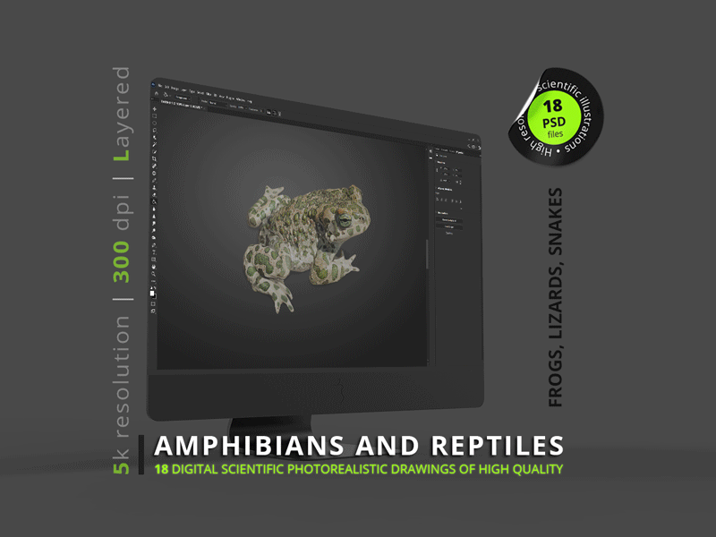 Amphibians and Reptiles design graphic design illustration