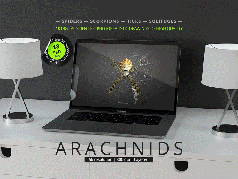 Arachnids. Spiders, scorpions, ticks, solifuges. animation arachnids branding design graphic design illustration spiders web