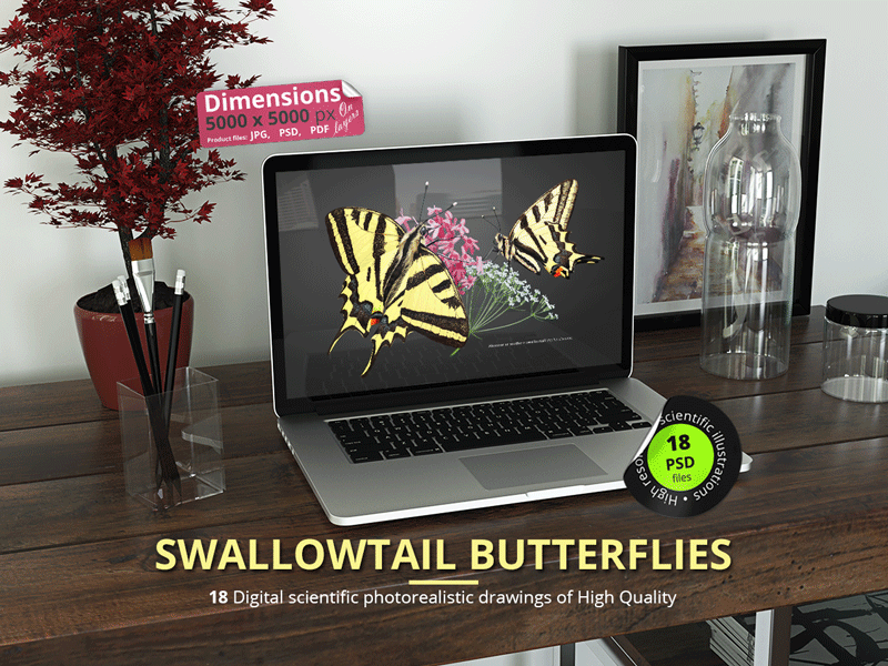 Swallowtail Butterfly animation branding design graphic design illustration ui ux