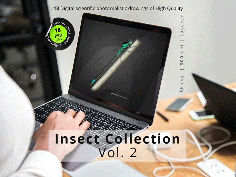 Insect Collection. Vol. 2 animation branding design graphic design illustration