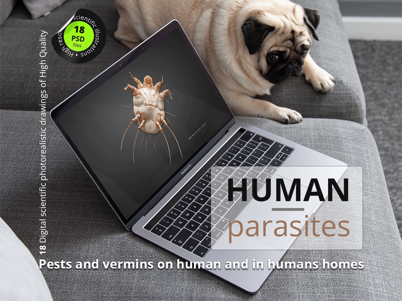 Human parasites. Pests and vermins on human and in humans homes. animation branding design graphic design illustration parasites