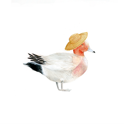 Eurasion Wigeon for Kyoto Journal animals colorpencils duck editorial editorial illustration illustraion illustration japan kyoto watercolor