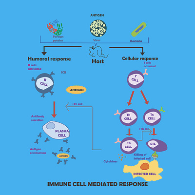 Scientific Illustrations biological chemical drawings infographics medical vector