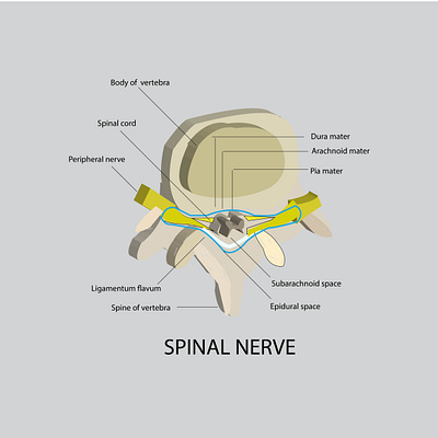 Medical illustrations biological illustration science