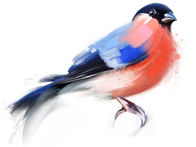 Bullfinch bird bird painting bullfinch design digital painting illustration procreate art sketch ui