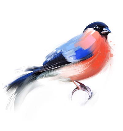 Bullfinch bird bird painting bullfinch design digital painting illustration procreate art sketch ui