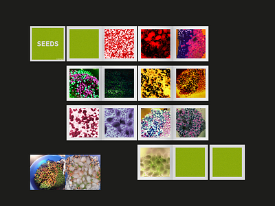 Seeds - Experimental Photography & Editing experimental graphic design photography photoshop
