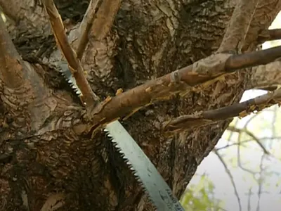 Health Trees Lubbock lubbock tree care lubbock tree service tree care lubbock tree service lubbock tree trimming lubbock