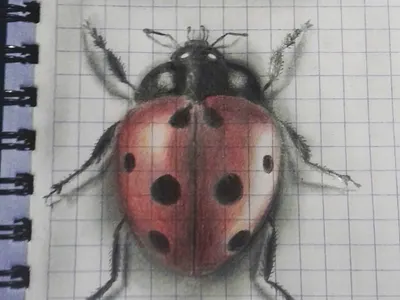 la chinita o mariquita 3d 3d art art artwork insect