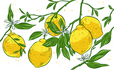 Fresh Lemons botanical illustration design illustration lemons vintage botanical illustration