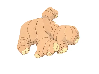 Ginger artwork botanical ginger gouache graphic handmade illustration painting spice traditional art