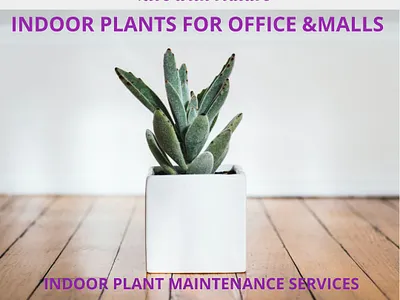 Sonya Plants & Flowers gardening services in dubai indoor plant indoor plant suppliers dubai indoor plants in abudhabi indoor plants in abudhabi landscape company in dubai landscape company in dubai
