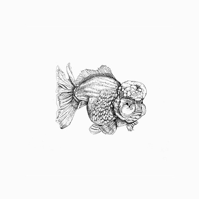 Lionhead goldfish art artwork drawing illustraion illustration ink