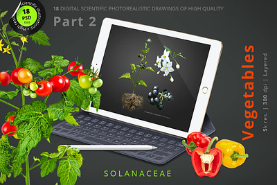 Vegetables. Part 2 (Solanaceae). design graphic design illustration tomato vegetables
