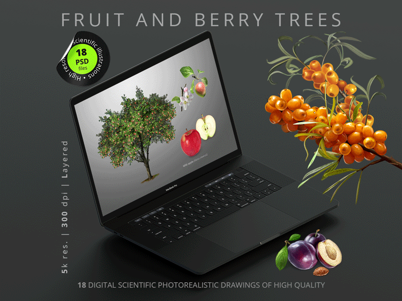 FRUIT AND BERRY TREES berry design fruit illustration trees