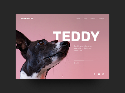 Dog shelter promo #2 design dog figma main page pink promo typography ui web