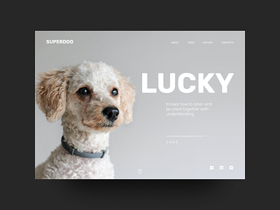 Dog shelter promo #3 design dog figma main page promo typography ui web