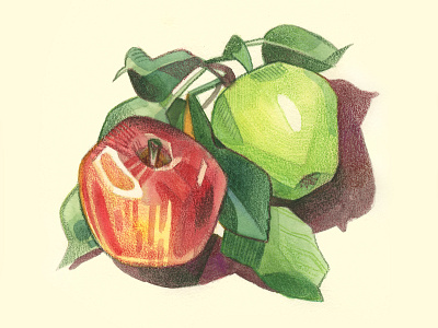 Fresh Picked Apples apples colored pencils food food art food illustration hand drawn illustration pencil texture traditional art traditional illustration