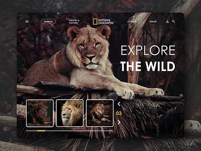 Nat Geo Landing Website Concept UI Design animals branding illustration lion lions natgeo national geographic nature ui web design webdesign website concept website design