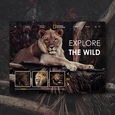 Nat Geo Landing Website Concept UI Design animals branding illustration lion lions natgeo national geographic nature ui web design webdesign website concept website design