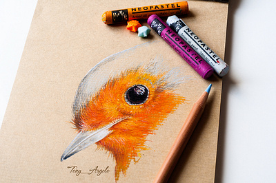 Robin Bird art artwork colored pencil concept corporate design illustration layout oil pastel pencil art presentation production