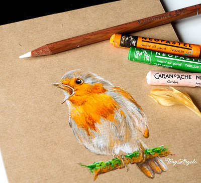 robin bird art artwork illustration pastel color pencil art