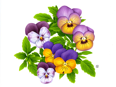 Viola - 1st version advertising airbrush botanica botanical botanical illustration design drawing edible flower handmade illustration naturalistic packaging pencil plant