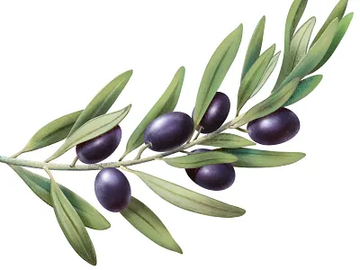 OLIVES advertising botanical botanical illustration food illustration ipad ipadproart olives procreate socialmedia wine wineyard