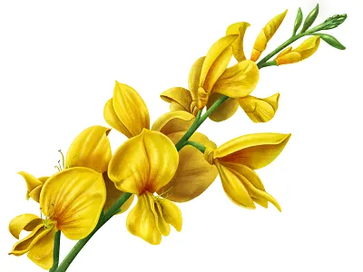 BROOM botanical botanical art botanical illustration chianti flower flower illustration illustrator ipad ipadproart procreate procreate art socialmedia wine