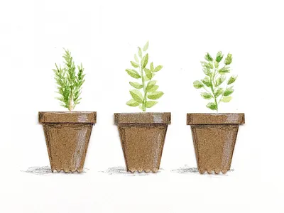 Herbs collage herbs illustration plants watercolor