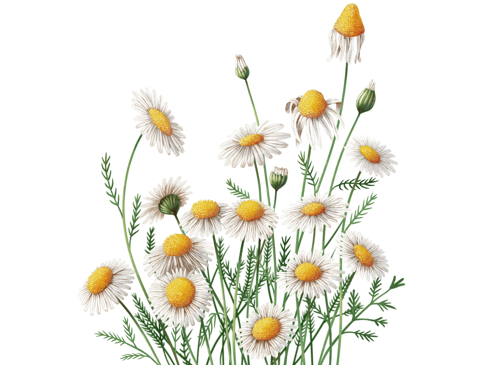 Example of CHAMOMILE