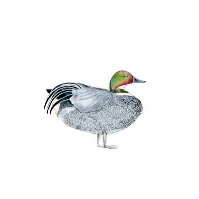 The Falcated Duck for Kyoto Journal animals colorpencils duck editorial editorial illustration illustration japan kyoto watercolor