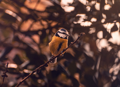 Floofball animal beautiful bird bokeh colorful cute dawn photographer photography sunset wildlife zoom