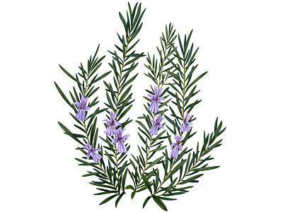 ROSEMARY botanical botanical illustration flower flower illustration food illustration ipad plant plant illustration procreate