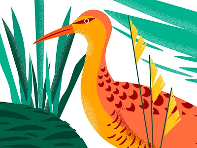 Gallineta colorful illustration vector